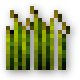 Weizenpflanze